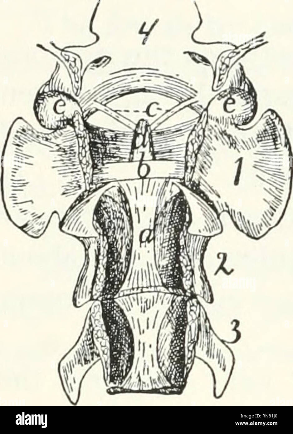 . Anatomy of the cat. Cats; Mammals. i8 THE SKELETON OF THE CAT.. cates