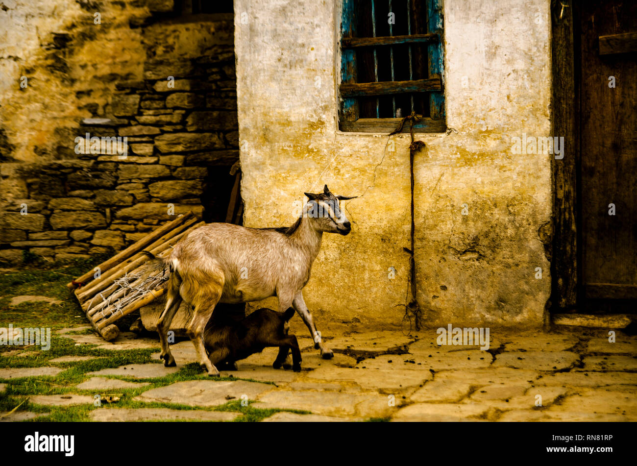 A domestic goat nursing her kid at Gaunap village, Uttarakhand Stock