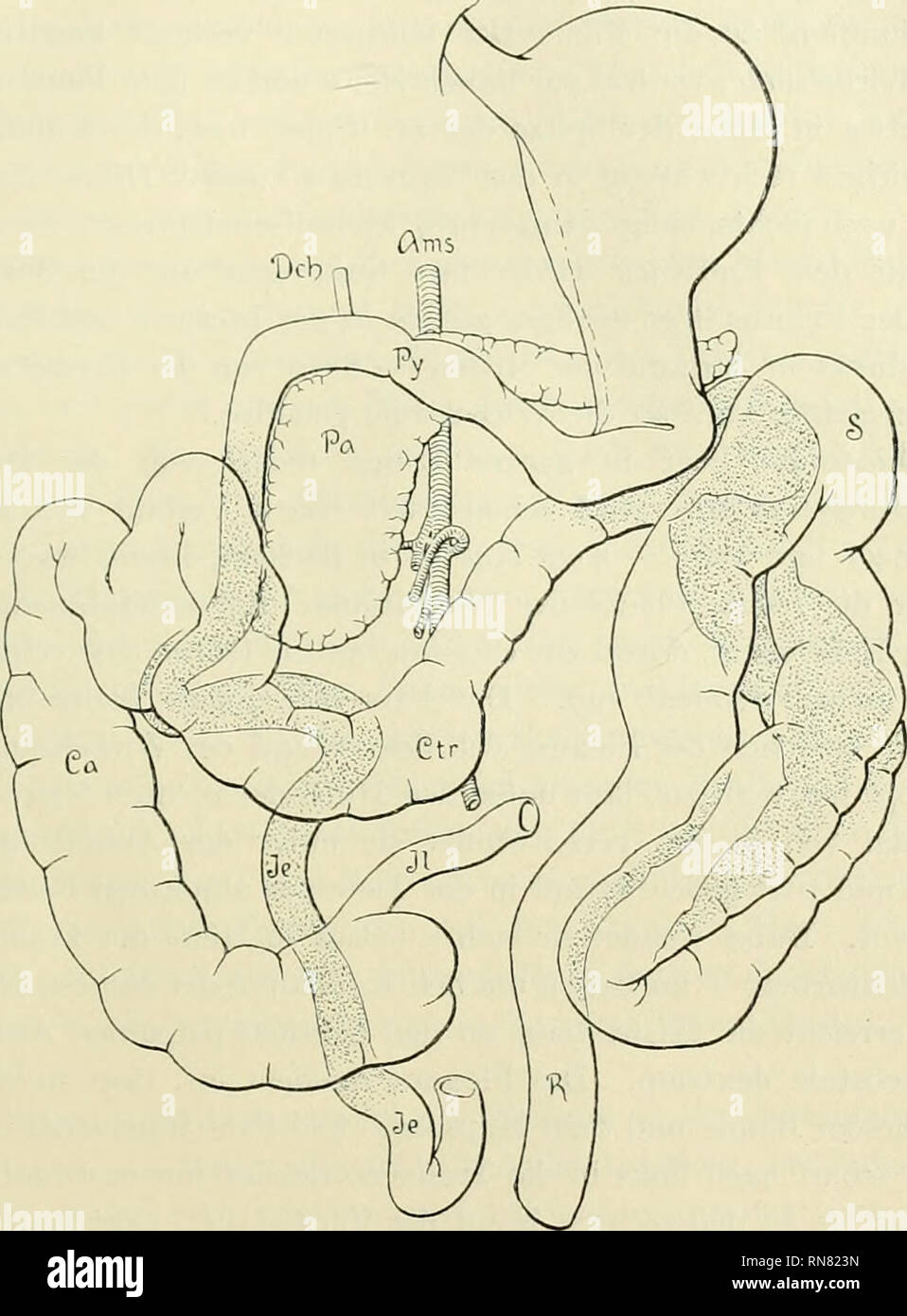 . Anatomische und entwicklungsgeschichtliche monographien herausgegeben