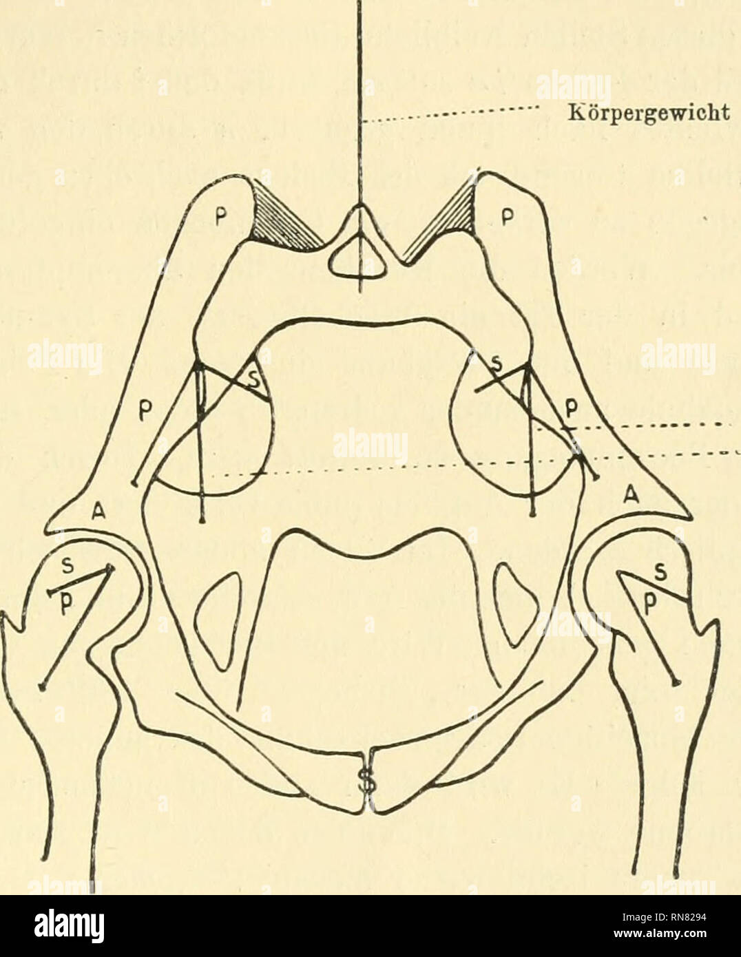 Becken anatomy hires stock photography and images Alamy