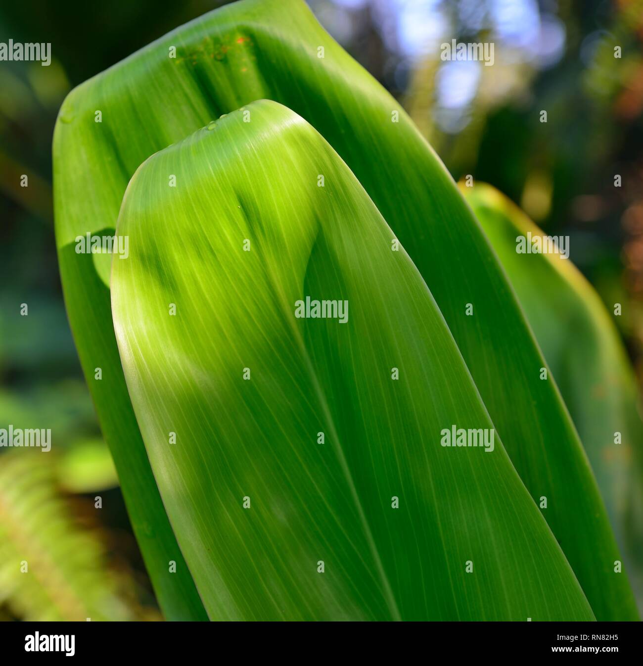 banana leaves growing in the wild Hawaii Big Island Stock Photo Alamy