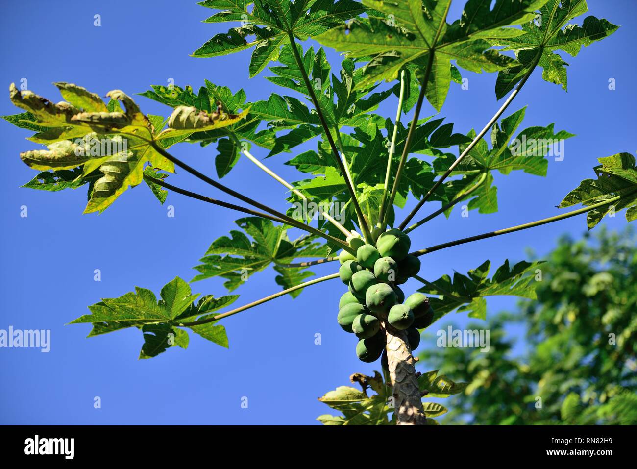 Papaya Growing In The Wild In Hawaii USA Stock Photo Alamy Papaya Growing In The Wild In Hawaii USA Stock Photo Alamy