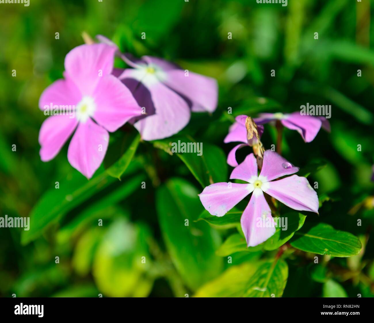 Tropical flowers in hawaii hi-res stock photography and images - Alamy