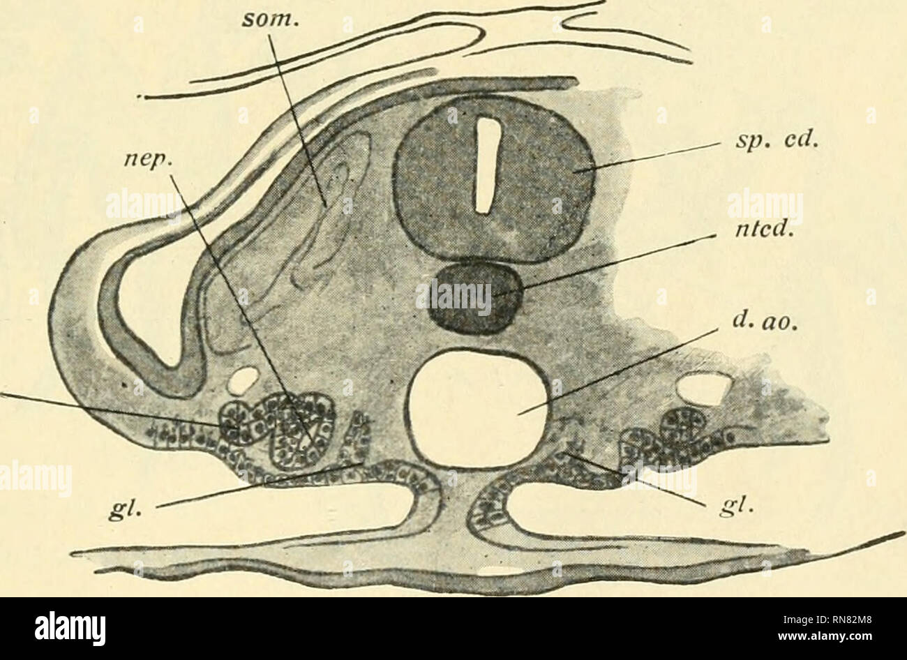 . Anatomischer Anzeiger. Anatomy, Comparative; Anatomy, Comparative. pr. d. sp. cd. Fig. IX. sp. cd. pr. d.. Fig. X. each side). In the Dogfish the change was simplified owing to the insignificance of a vascular glomus. See figs. XI, XII and XIII. The pronephros in Chrysemys is thus confined to segments YII to X: in rather late embryos it appears as a number of tubules (from 6 to 8) opening at one end into the extreme anterior region of the coelom and at the other into the pronephric (segmental) duct. The vascular glomus also remains until a comparatively late'em- bryonic stage as a much broke Stock Photo