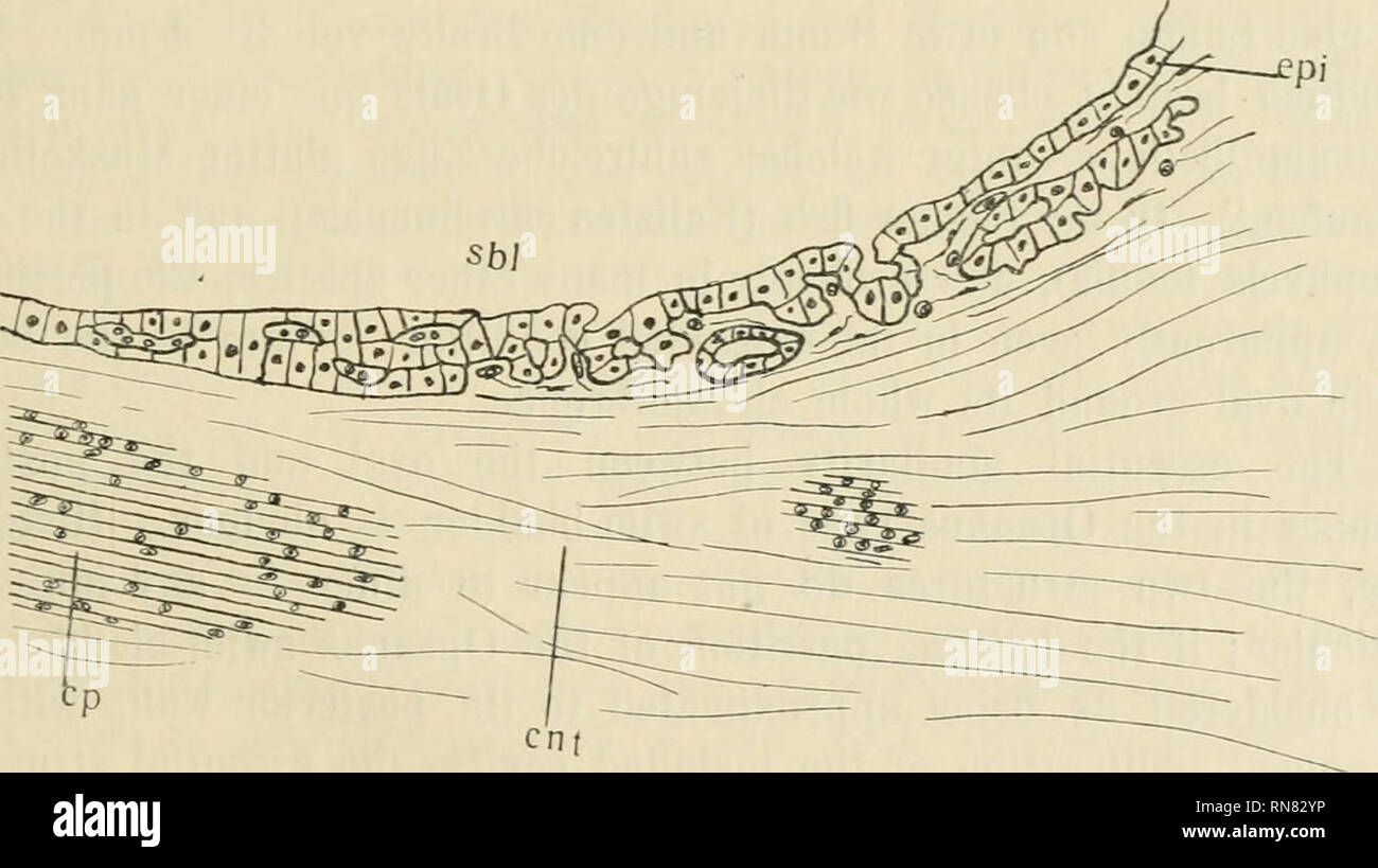 . Anatomischer Anzeiger. Anatomy, Comparative; Anatomy, Comparative. midl rd Fig. 6. Diagram of swim-bladder with oval, epi epithelial lining, inl inner layer, midl middle layer, outl outer layer, phf peripheral fold of oval (radial section). oval epithelium of oval, rd red gland, rt rete mirabile.. Fig. 7. Section of red gland in the swim-bladder of Opsanus tau. cnt connective tissue, cp capillary bundle, epi epithelium lining the swim-bladder, sbl cavity of the swim-bladder. which this type of swim-bladder is found deserves special investigation by experimental methods. The most highly speci Stock Photo