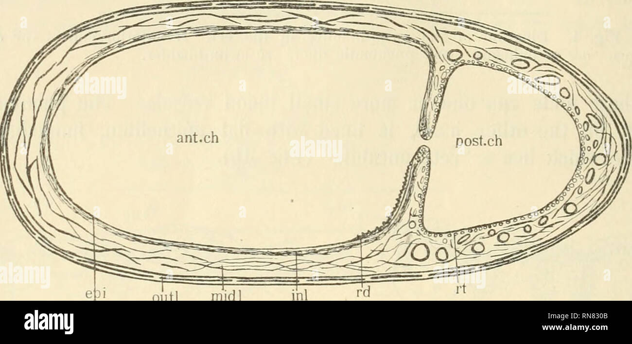 . Anatomischer Anzeiger. Anatomy, Comparative; Anatomy, Comparative. 604 thin or wanting, while the middle layer develops an elaborate capillary network. Hence, in structure the wall of the posterior chamber is essentially like that of the pneumatic duct in the eel, and consists of a flat epithelium under which is situated a rete mirabile. The wall of the anterior chamber is lined with flat epithelium, except for a small area, usually on the ventral side, where is developed the red gland. The structure of the red gland is shown in Fig. 7 (Opsanus tau). It consists of a series of deep folds in  Stock Photo