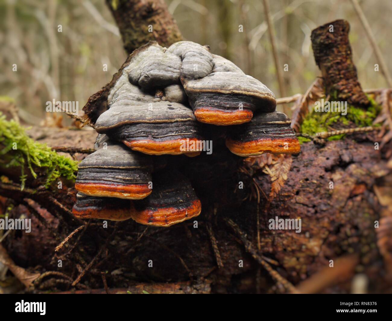 Fomitopsis pinicola, the Red-banded Bracket Fungus. Rarely recorded in the U.K, although much more common on continental Europe. Stock Photo