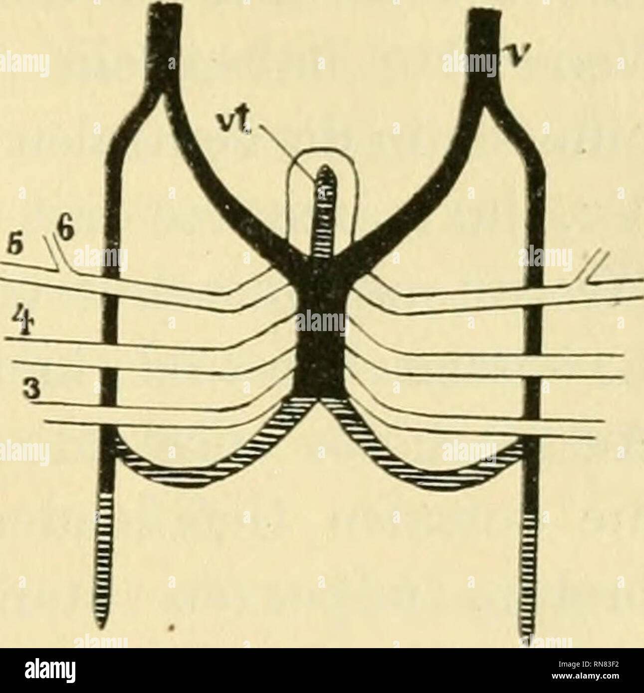 . Anatomischer Anzeiger. Anatomy, Comparative; Anatomy, Comparative