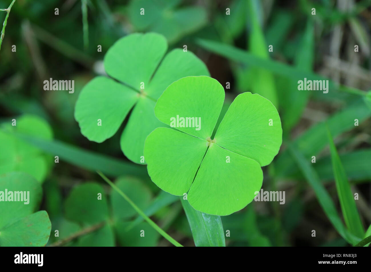 Closed up a Pair of Vibrant Green Four-leaf Clovers in the Field Stock Photo