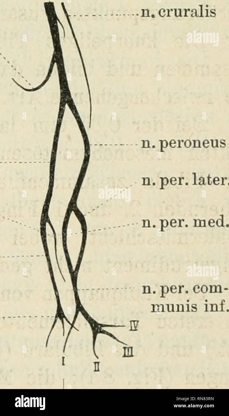 . Anatomischer Anzeiger. Anatomy, Comparative; Anatomy, Comparative. n. isch. n. cruralis ?phalanx. mttrs. Fig. IIa. Fig. 11. a) Dasselbe in der Extr. r. prof. n, tibialis r. superflc. n. tib. profund. n. n. interstit. plantares. n. per. com- munis inf. n.n.interst.dors. Fig. IIb. 3 mm; b) Rekonstr. d. Nerven. Vergr. 35. Jetzt sind die Nervenäste schon stark entwickelt: der N. peron. later, und N. peron. medius vereinigen sich, den N. peron. communis inferior bildend; von ihm zweigen sich der 1. und hiernach der 2.—4.. Please note that these images are extracted from scanned page images that m Stock Photo