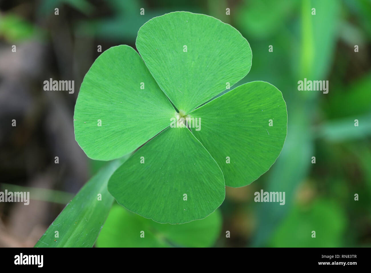 Closed up the Lucky Symbol Four-leaf Clovers in the Green Field Stock Photo