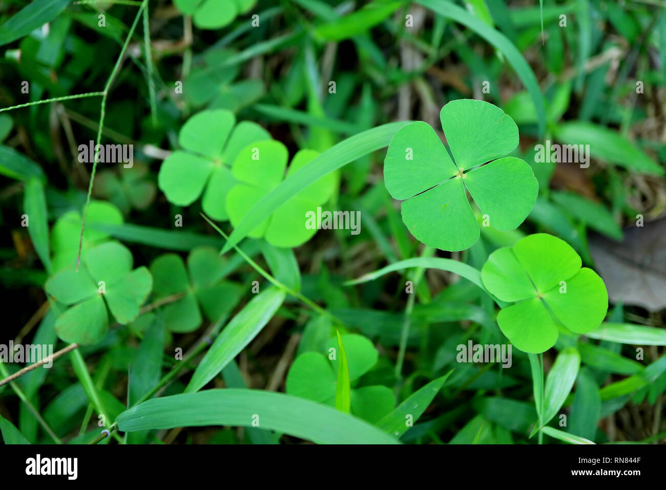 Bunch of Vibrant Green Four-leaf Clovers in the Grass Field Stock Photo