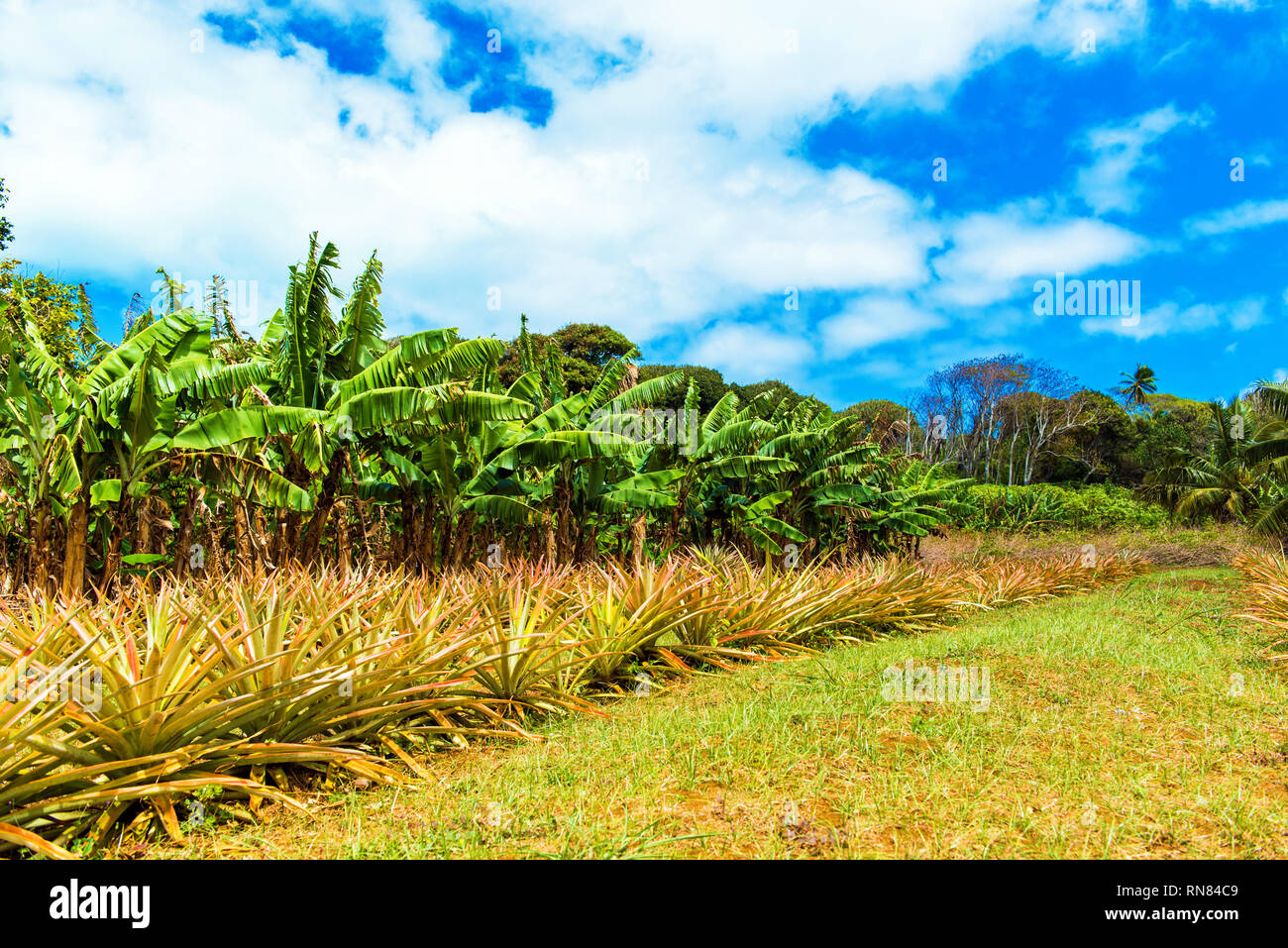 View of the pineapple plantation, Aitutaki Island, Cook Islands Stock