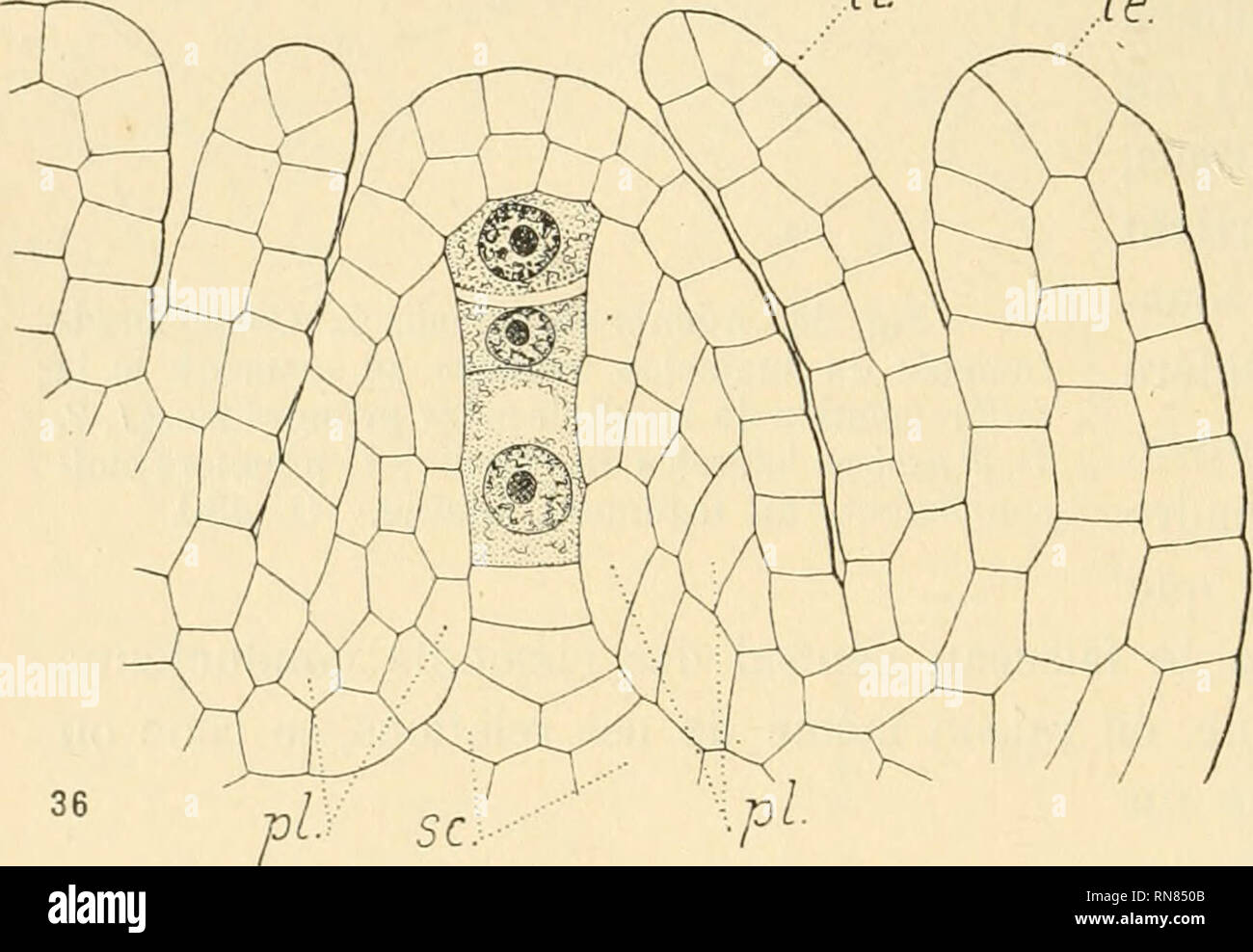 . Anatomischer Anzeiger. Anatomy, Comparative; Anatomy, Comparative. 220 la seminogenese, le niveau chalazien et se trouve eatoure de toutes parts de cellules abondamment pourvues de substances alimentaires. 3. Les assises sous-6pidermiques qui entourent la cellule mere dii sac ou le sac embryonnaire lui-meme {^ I, fig. 36) demeurent pen nombreuses; elles tirent leur origine des assises laterales (1, 2, 1', 2') dejä differenciees dans la figure 34. Elles orientent leurs cellules selon des lignes courbes suivant I'inclinaison des cot^s du cone chalazien et se dirigeant dans I'epaisseur des tegu Stock Photo