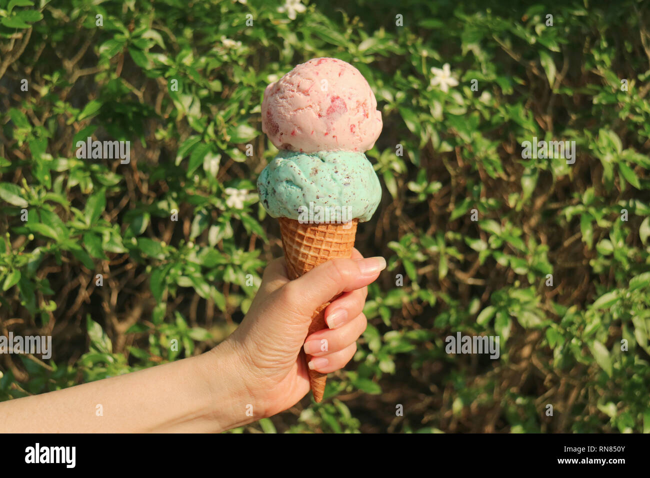 Hand holding an Ice cream cone with two scoops in the sunlight against blurry flowering tree Stock Photo