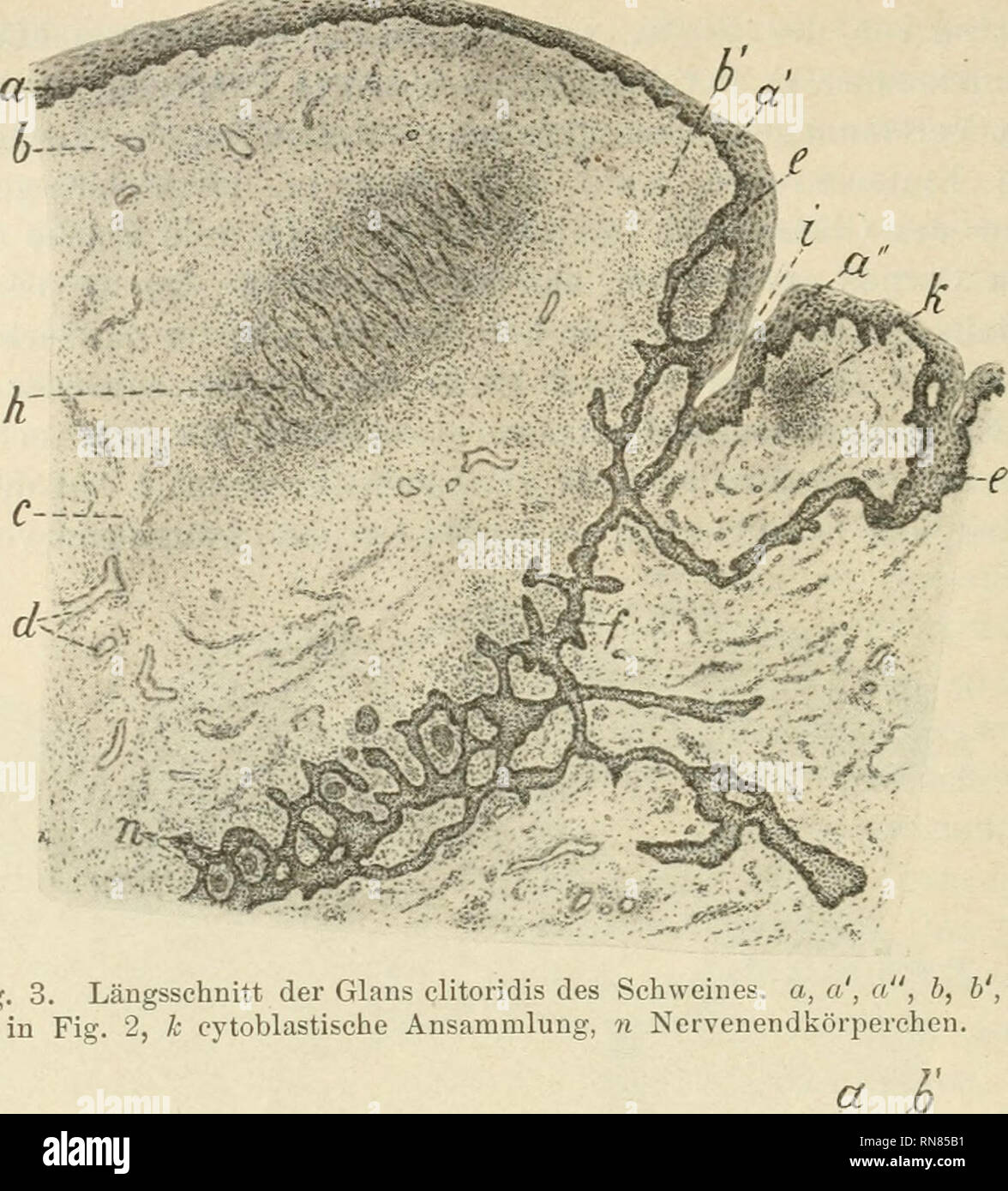 Anatomischer Anzeiger Anatomy Comparative Anatomy Comparative 504 Fig 3 Langsschnitt Der Glans Clitoridis Des Scliweines A A A Quot B B C D E F H I Wie In Fig 2 K