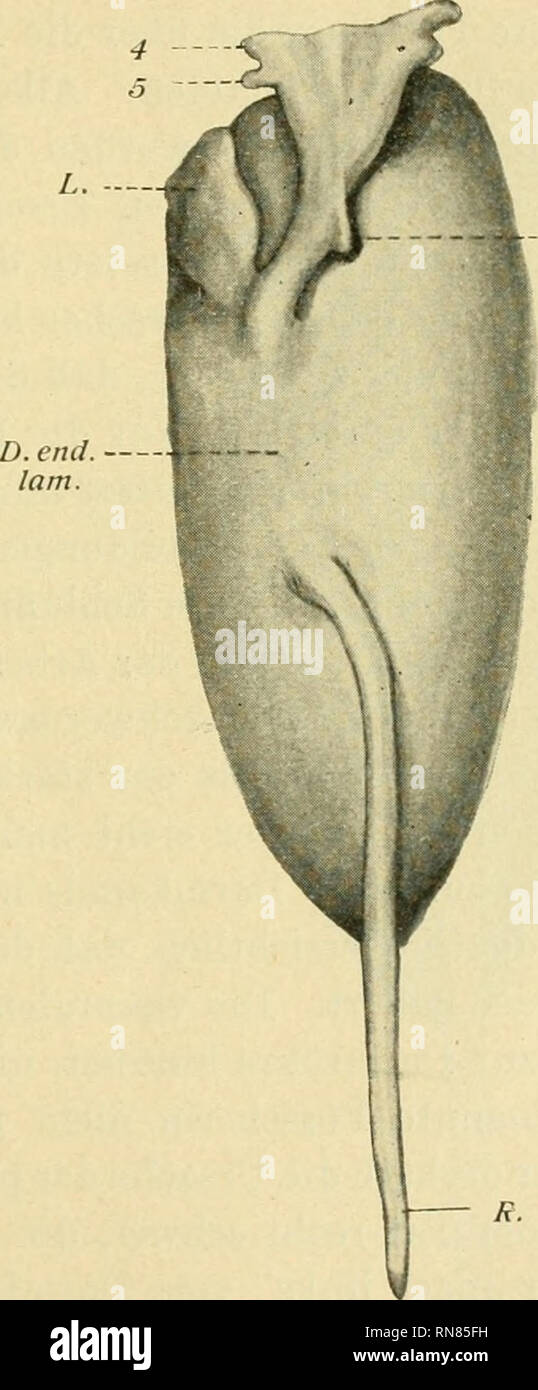 . Anatomischer Anzeiger. Anatomy, Comparative; Anatomy, Comparative. 47 Smb. An höhle bleibt ebenso weit wie das Divertikel im Stadium von 8 mm. Endlich bestätigt auch die Eekonstruktion der Schnittserie vom 8 mm-Stadium (Fig. 11), verglichen mit einer Eekonstruktion eines etwas späteren Stadiums (Fig. 12 und 13) unzweifelhaft die Schluß- folgerung in bezug auf die Bedeutung des Divertikels. Hieraus erhellt die Wichtigkeit der Entwicklungsstufe von 8 mm bei Lepidosteus osseus für unsere Frage. Es ist dies, wie gesagt, das erste Stadium, wo es mir möglich war, die Anlage des Organs ausfindig zu Stock Photo