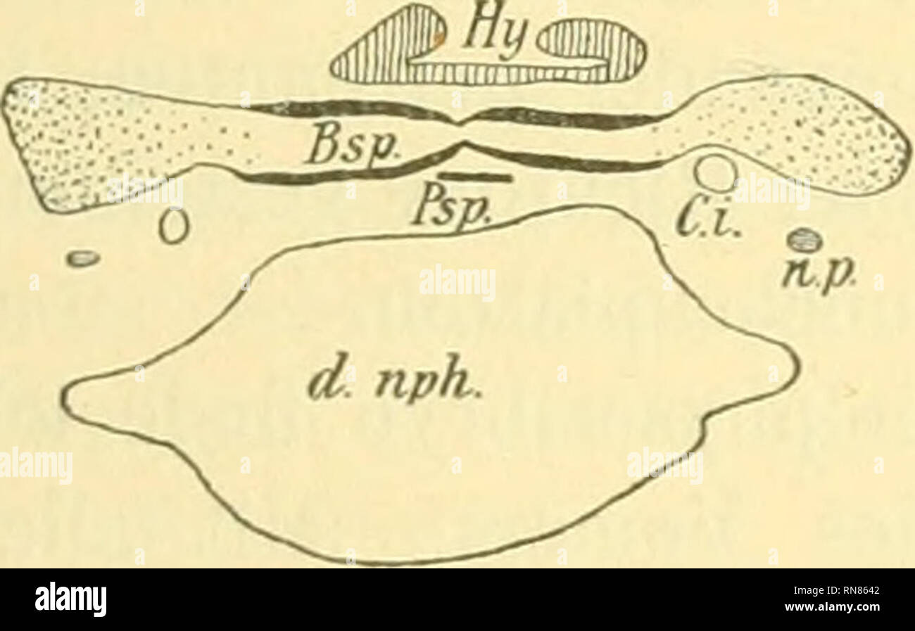 . Anatomischer Anzeiger. Anatomy, Comparative; Anatomy, Comparative ...