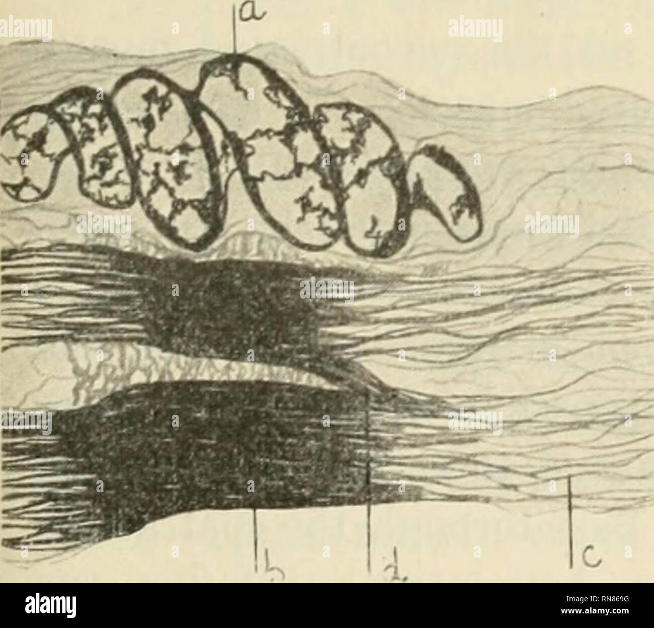 . Anatomischer Anzeiger. Anatomy, Comparative; Anatomy, Comparative ...