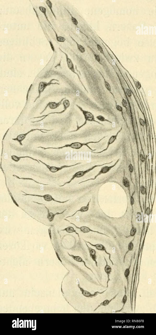 Grundsubstanz High Resolution Stock Photography And Images - Alamy