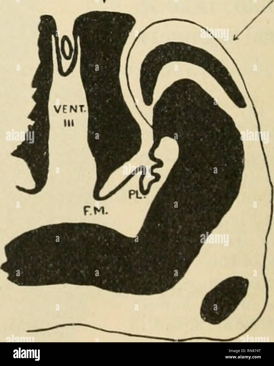 . Anatomischer Anzeiger. Anatomy, Comparative; Anatomy, Comparative. soon as the situation of the lamina terminalis is reached the dorsal part of the paraterminal body suddenly becomes replaced by, or reduced to, a thin epithelial band (Fig. 16, P); and this, again, immediately becomes folded and invaginated into the lateral ventricle to form a choroid plexus (Fig. 17, FL) of the Thalamencephalon Formatio pallialis J Nucleus Taeniae Nucleus Taeniae. Nucleus Taeniae Fig. 16. Fig. 17. Fig. 15. A diagram of another section (20. 2. 4) of the same series cut imme- diately in front of the lamina tem Stock Photo