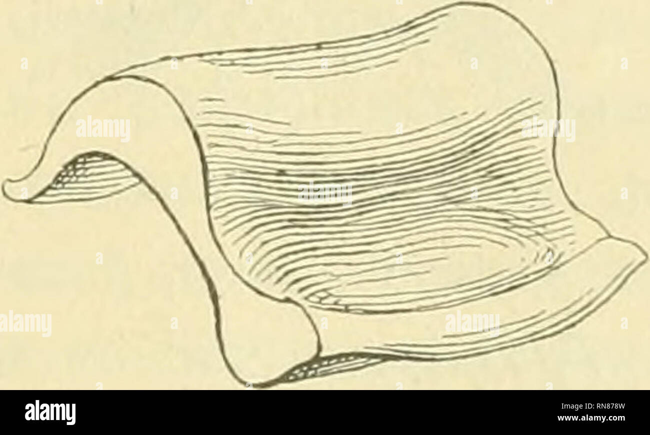 . Anatomischer Anzeiger. Anatomy, Comparative; Anatomy, Comparative. 419 • kuorpelartige Teil nur bis an den Kopf heranreicht, die völlige Um- hüllung des Kopfes aber dem weichen bindegewebigen Bestandteil über- läßt (Fig. 2 b). Was nun den eigentlichen Meniscus anlangt, so muß man ihn sich, um seine Dickenverhältnisse zutreffend zu schildern, etwa als einen trapezförmigen Körper vorstellen, der an seinen beiden Längsseiten wulstig verdickt ist, während eine mittlere schmale Zone sehr verdünnt diese beiden Wülste voneinander trennt. Die Ober- Hache des Meniscus ist nicht eben gestaltet, sonder Stock Photo