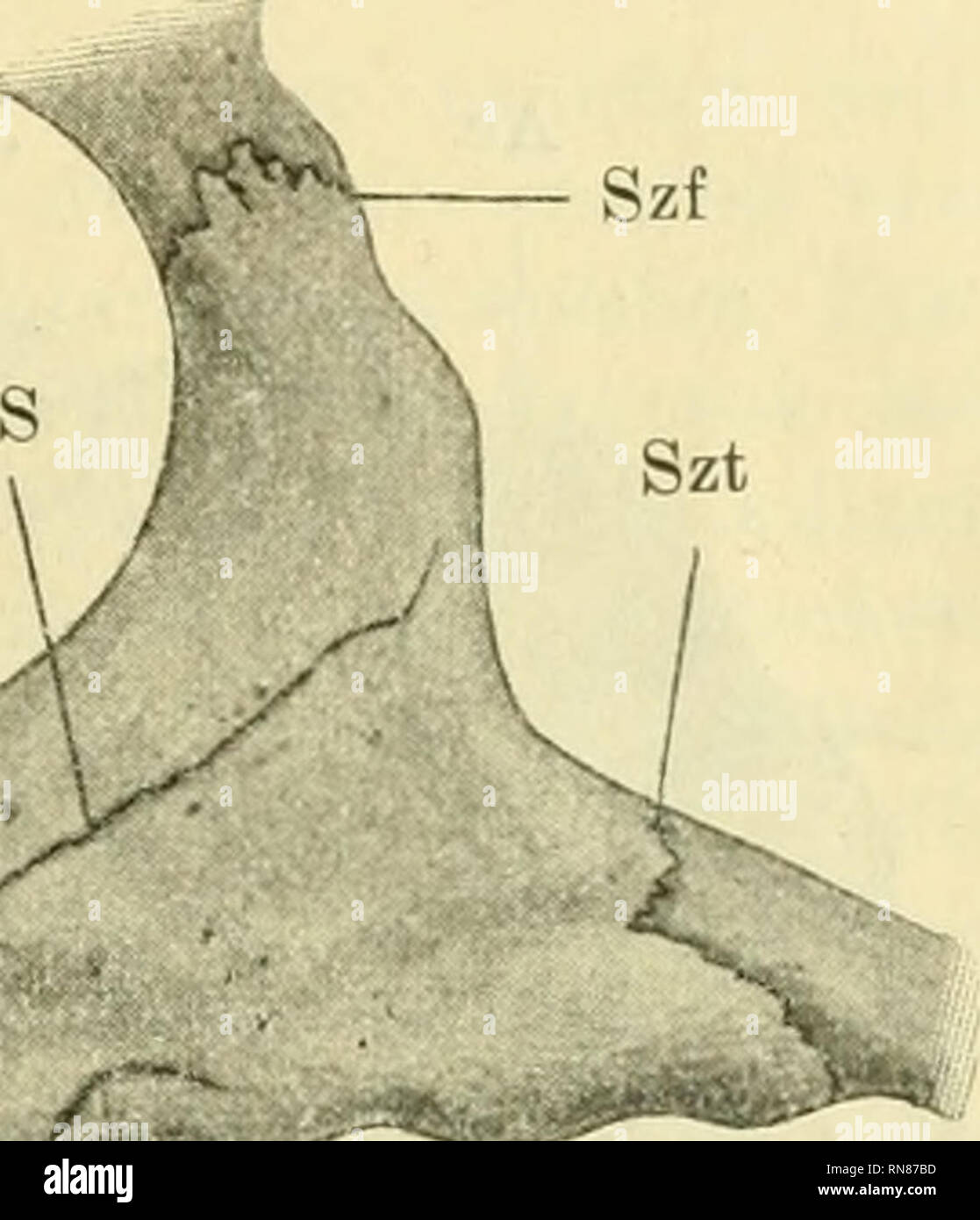 Ralis hi-res stock photography and images - Page 3 - Alamy