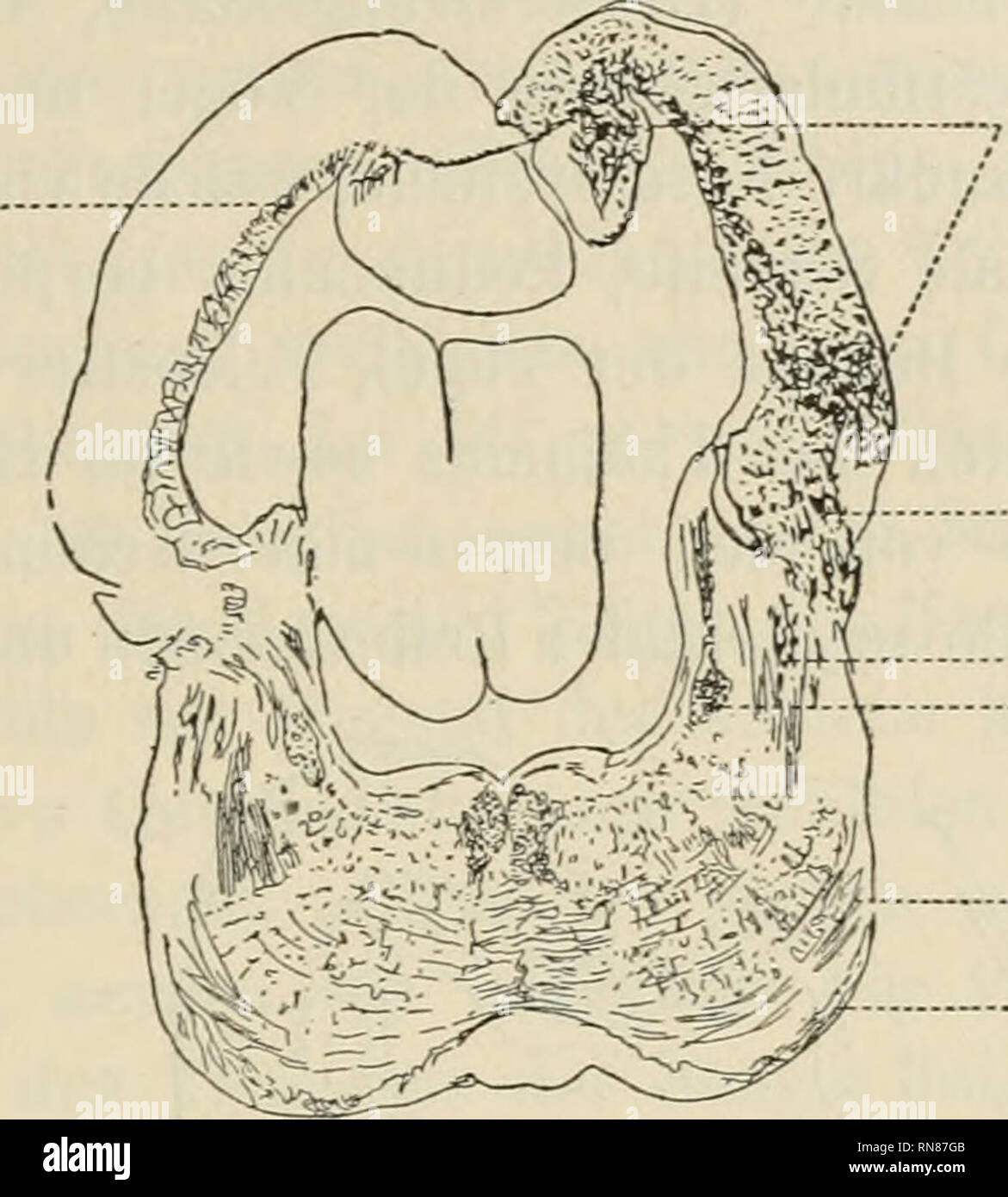 Nucleus oculomotorii hires stock photography and images Alamy