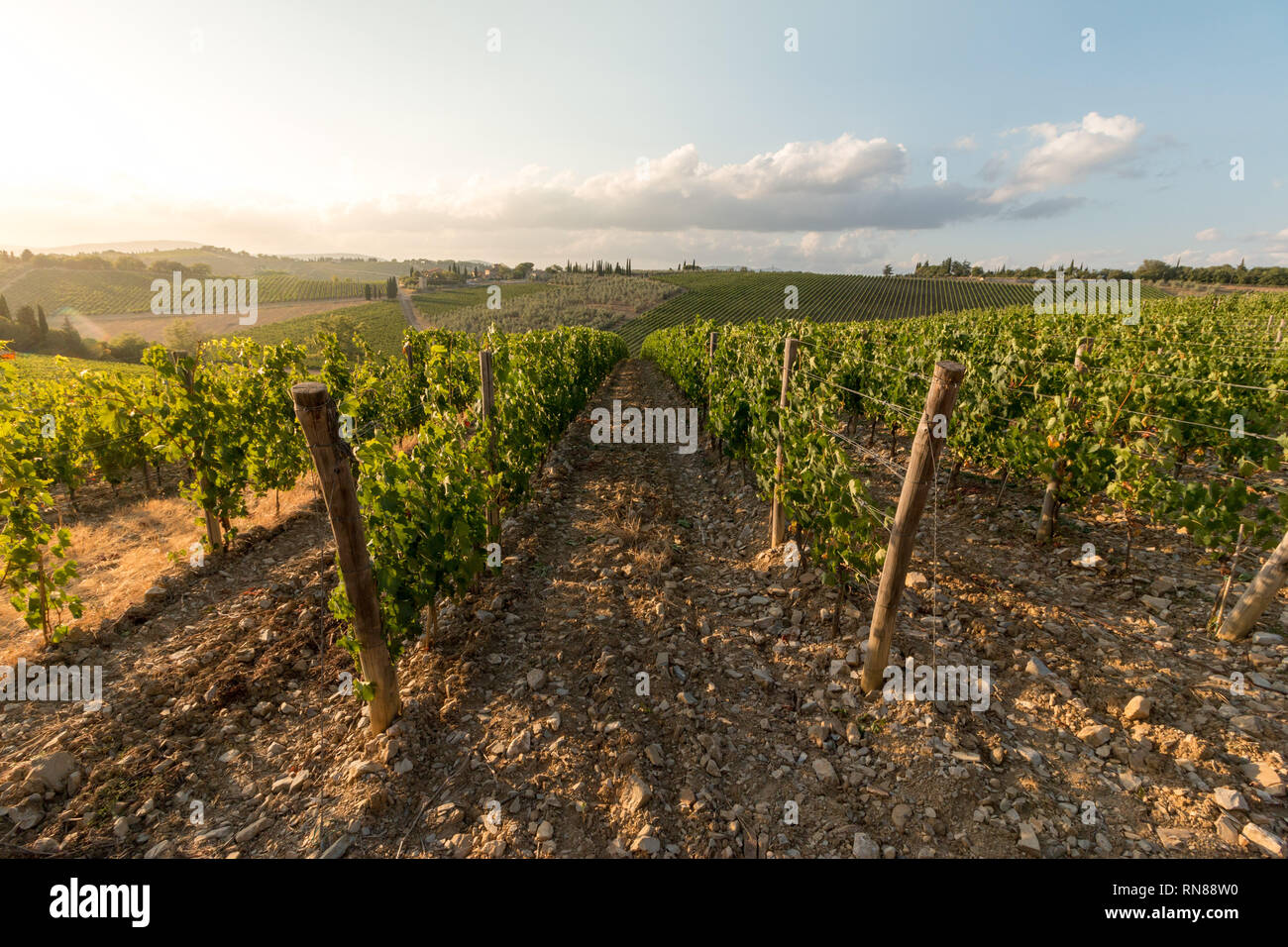 Beautiful scenery of a vine farm in Tuscany, grapevine in the evening