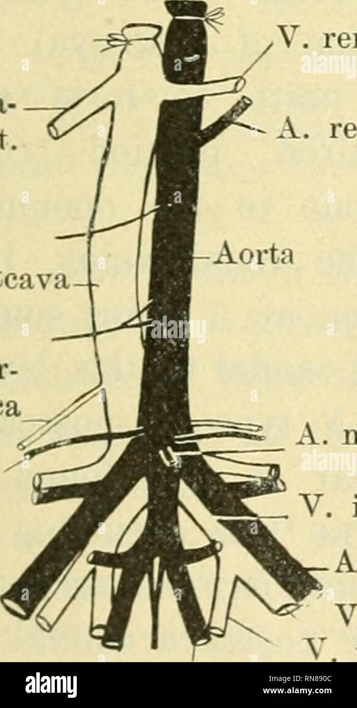 A Mesenterica Inferior High Resolution Stock Photography And Images Alamy