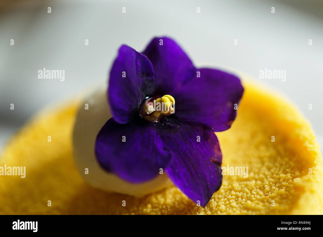 Purple violet flower with yellow pistil decorating a passion fruit dessert, shot close up on a macro lens Stock Photo