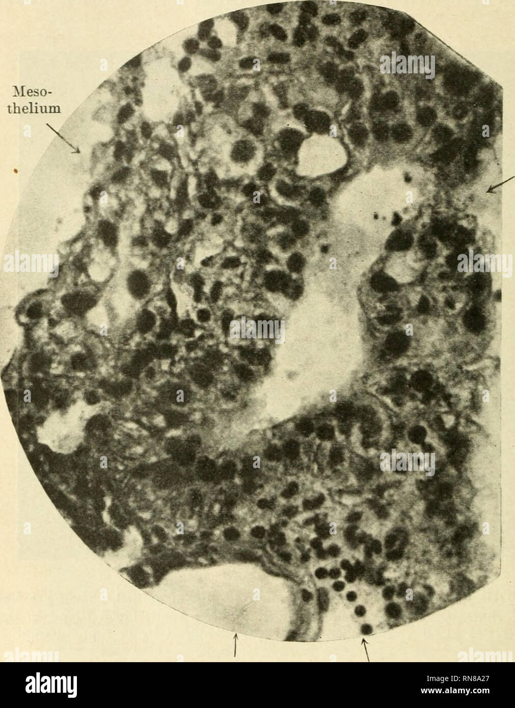 Mesothelium High Resolution Stock Photography And Images Alamy