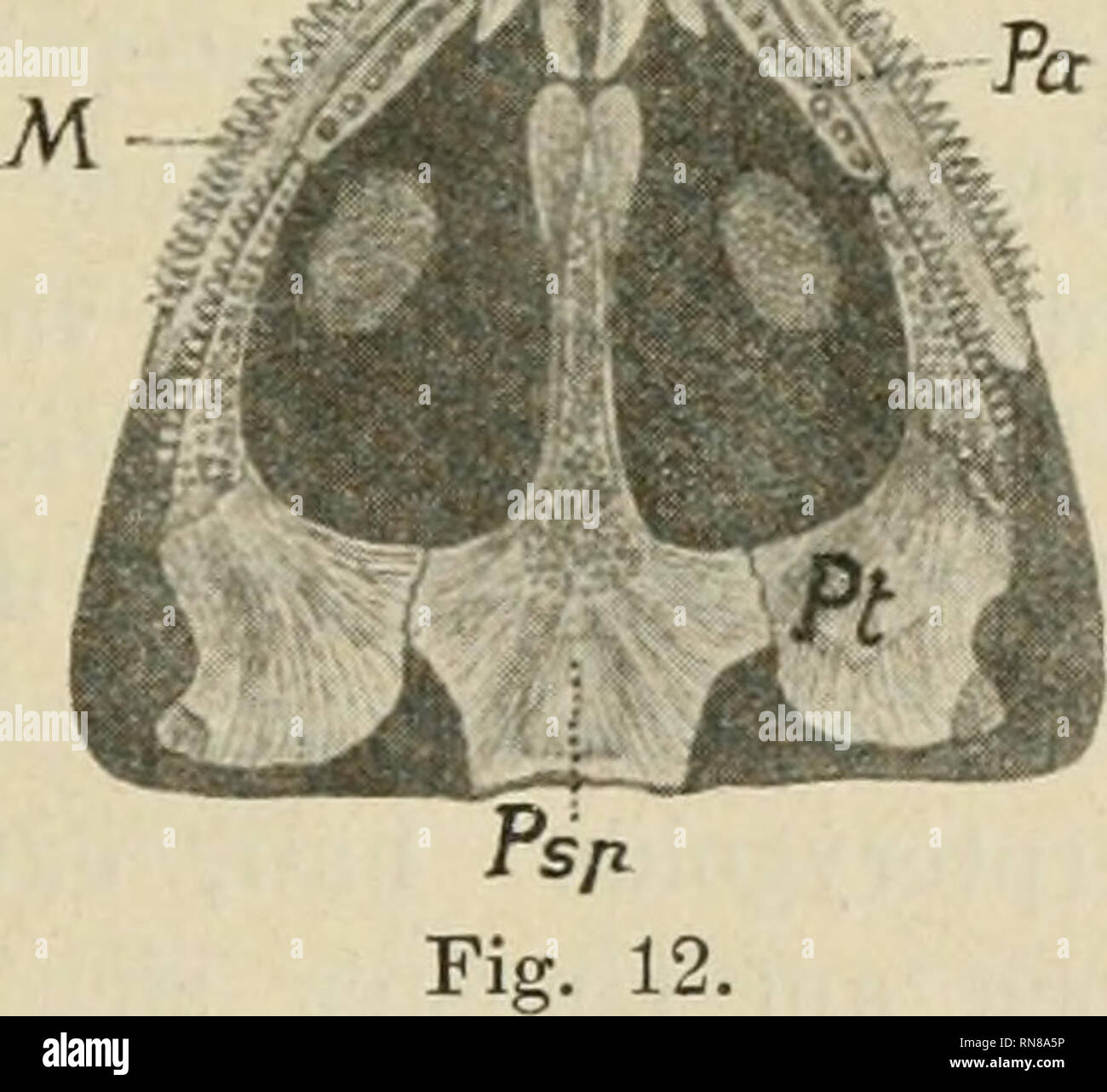 . Anatomischer Anzeiger. Anatomy, Comparative; Anatomy, Comparative. Rn