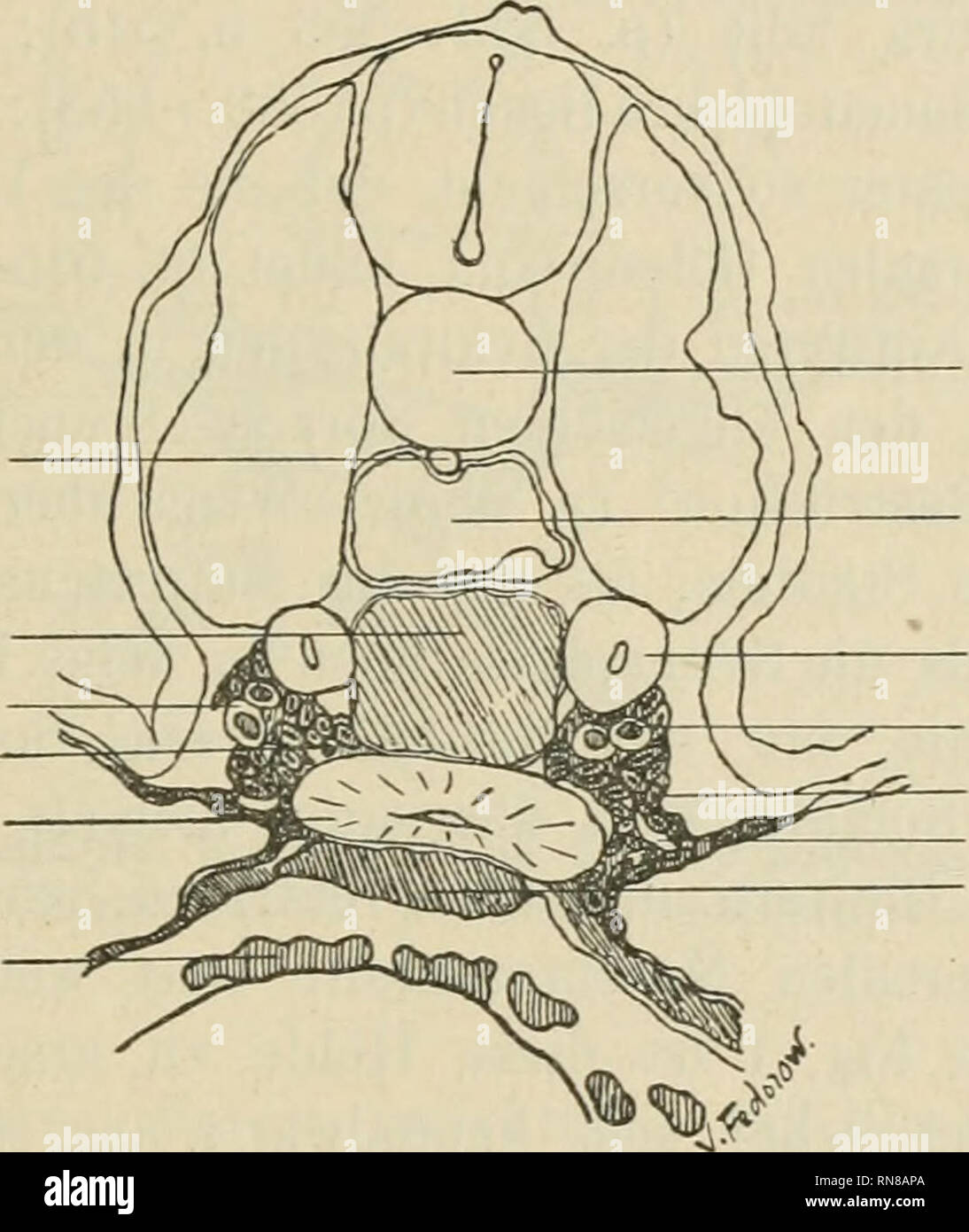 . Anatomischer Anzeiger. Anatomy, Comparative; Anatomy, Comparative. 221 breiten. Nach Böei überschreiten die Genitalzellen kranialwärts nie den 9. Somiten: diese Anweisung des Autors scheint nicht genau zu sein. Nach dem ventralen Verschlusse des Darnaes und der entsprechen- den Veränderung der Lage der Seitenplatten (nach ihrer Einknickung in „dorsoventralen und mediolateralen Schenkel&quot;, Böhi) geraten die Genitalzellen lateral und selbst ventral vom Darme (s. Fig. 27 Böhis). Hiernach rücken sie dorsalwärts nach dem primären Harnleiter (Vor- nierengang) zu und lagern sich hier in unmitte Stock Photo