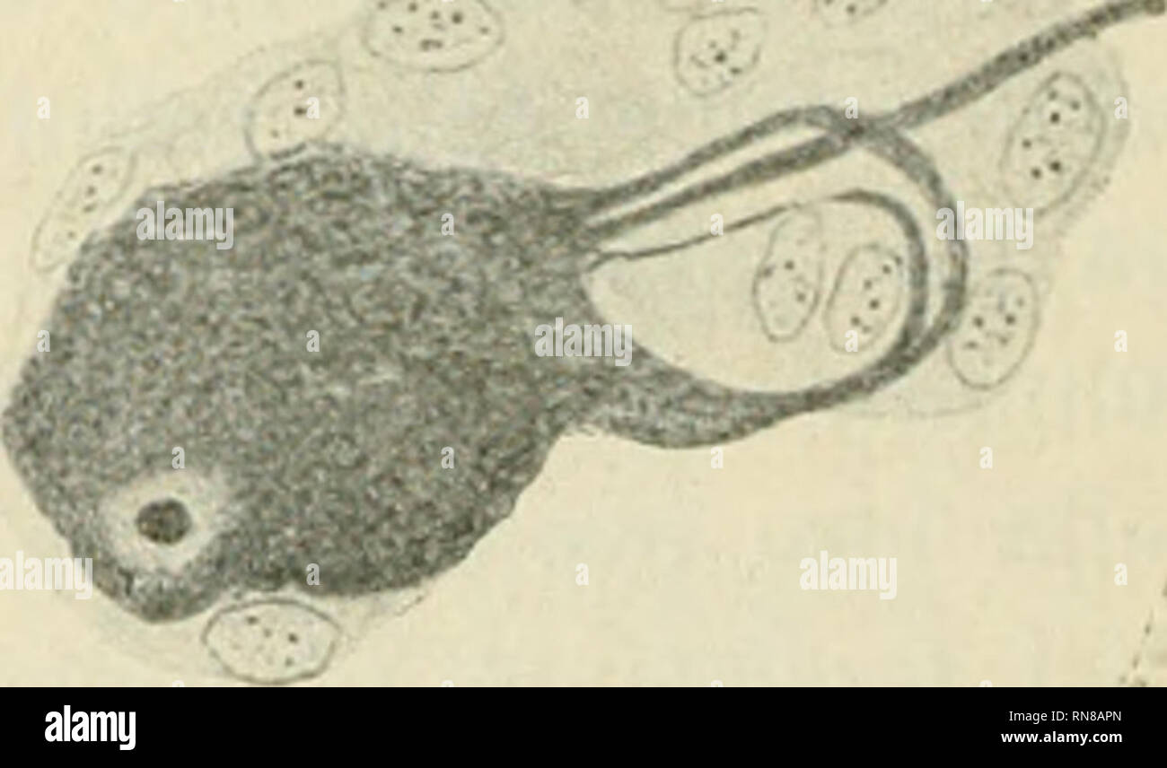 Ganglio spinale hires stock photography and images Alamy