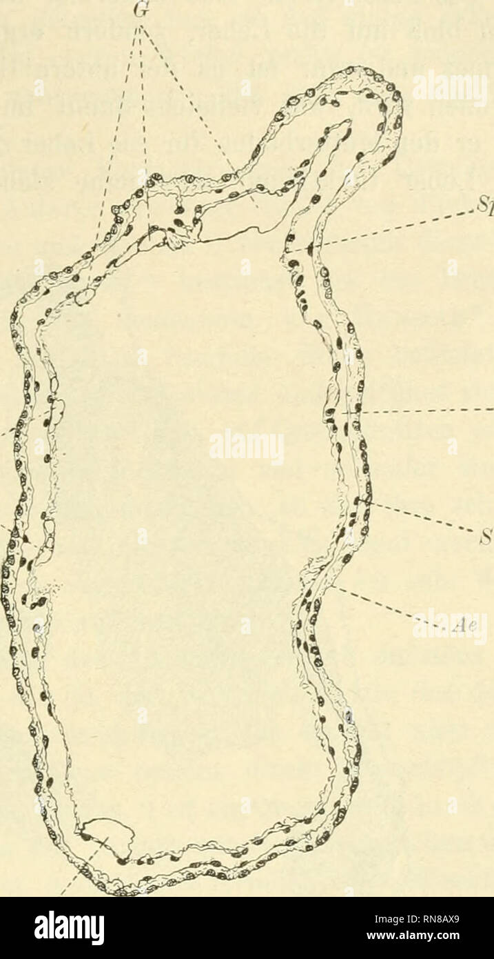 Anatomischer Anzeiger. Anatomy, Comparative; Anatomy, Comparative. 439  ,,'Spl Con Atrialepithel gebildet wird. Es klingt dies wohl etwas  unwahrschein- lich, ich habe daher in Fig. 3 den Querschnitt durch eine  derartige Leber