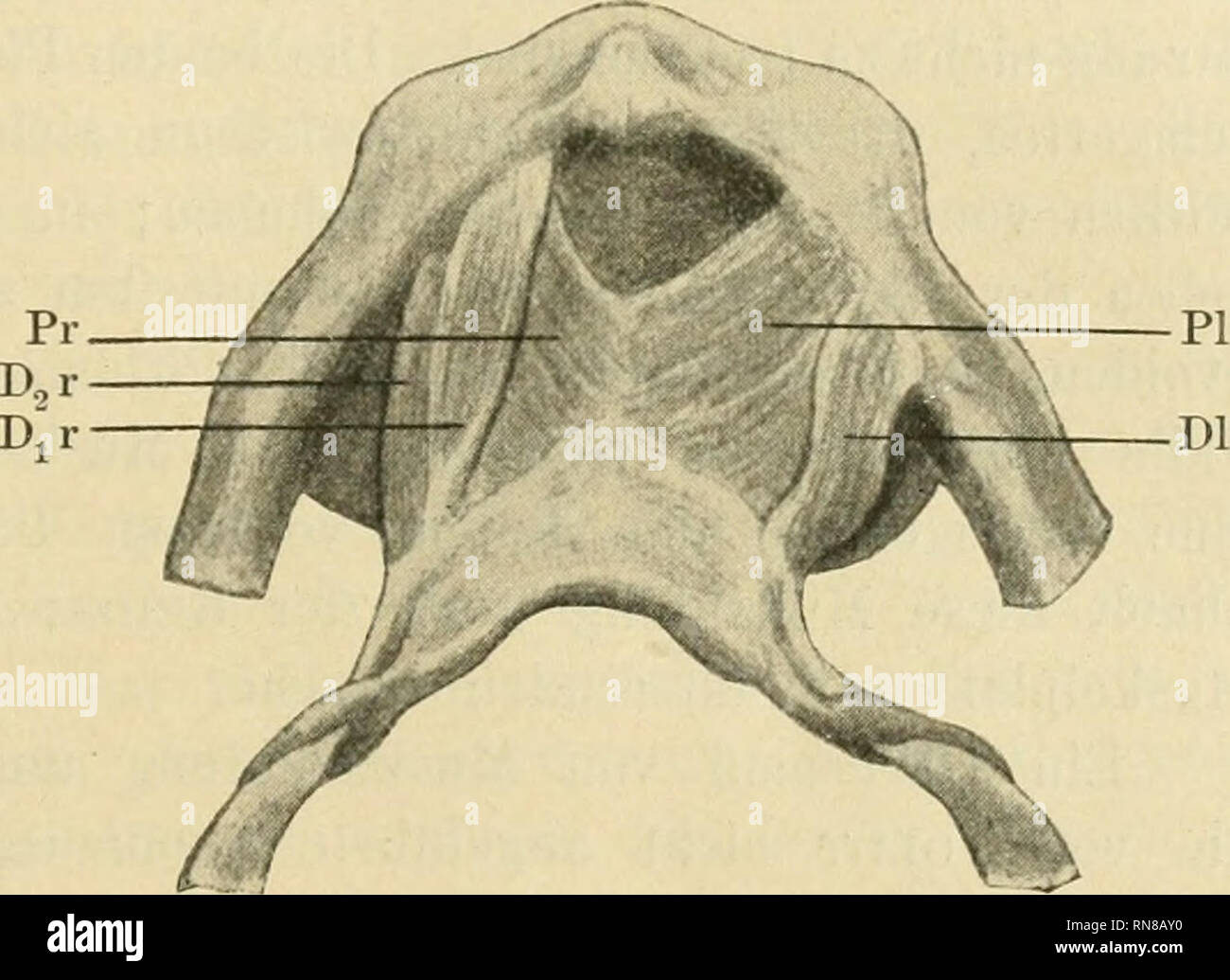 Musculus Stylohyoideus