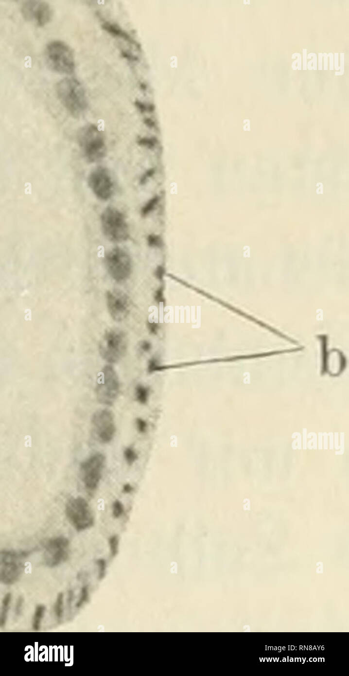 . Anatomischer Anzeiger. Anatomy, Comparative; Anatomy, Comparative. fr t 9. Fig. 7. Fig. 6. Fig. 6. Laktierende Milchdrüse von einer 3 Wochen nach der Entbindung an Sepsis Gestorbenen. Bendas Muskelfibrillenfärbung. Uebersichtsbild. Seibert, Okul. III, Objektiv V, ca. 600-fache Vergrößerung. a Flächenansicht der Muskelzellen und ihrer Fortsätze. Fig. 7. Laktierende Milchdrüse von einer 3 Wochen nach der Entbindung an Sepsis Gestorbenen. Bendas Muskelfibrillenfärbung. Zeiß, hom. Imm. 2 mm, 1,40 Apert., Komp.-Okular 6, ca. 800-fache Vergrößerung. Milchgang bei a schräg, im übrigen quer geschnit Stock Photo