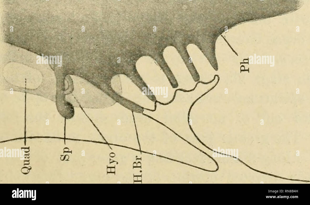 Anatomischer Anzeiger Anatomy Comparative Anatomy Comparative A A O O A 3 N O Ph M O 2 Tq