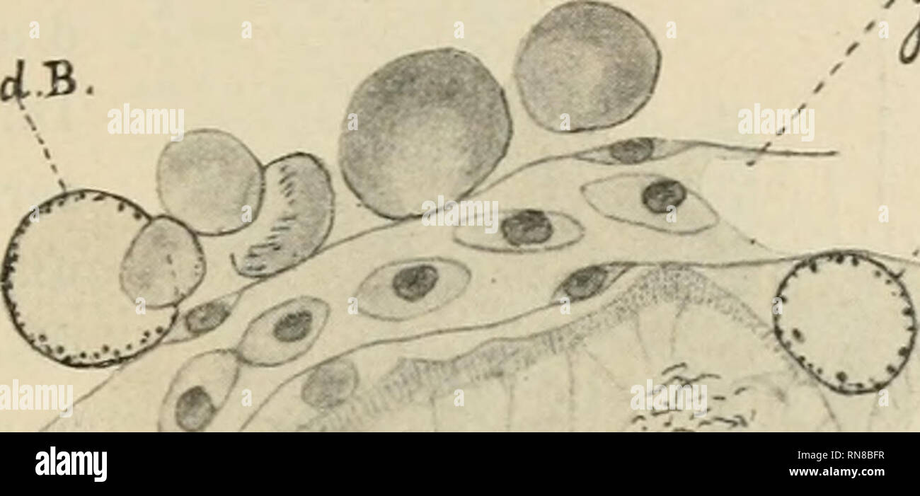 . Anatomischer Anzeiger. Anatomy, Comparative; Anatomy, Comparative. 171 Plasma rötlich gefärbt ist. Manche Bläschen liegen schon außerhalb der Zellen in perivaskulären Räumen. Für die Bläschennatur dieser Gebilde sprechen nun folgende Um- stände : a) Sie besitzen eine sehr gut ausgesprochene, häutige, resistente, eigene Hülle, während die gewöhnlichen Vakuolen, welche nur Räume im Plasma darstellen, die mit flüssigem Inhalt gefüllt sind, niemals mit eigenen Wänden versehen sind, b) An Stellen, wo die Gebilde in großen Mengen nebeneinander liegen, nehmen sie oft infolge des gegenseitigen Druck Stock Photo