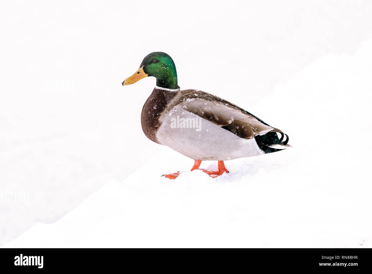 Drake mallard on a snow covered ground Stock Photo