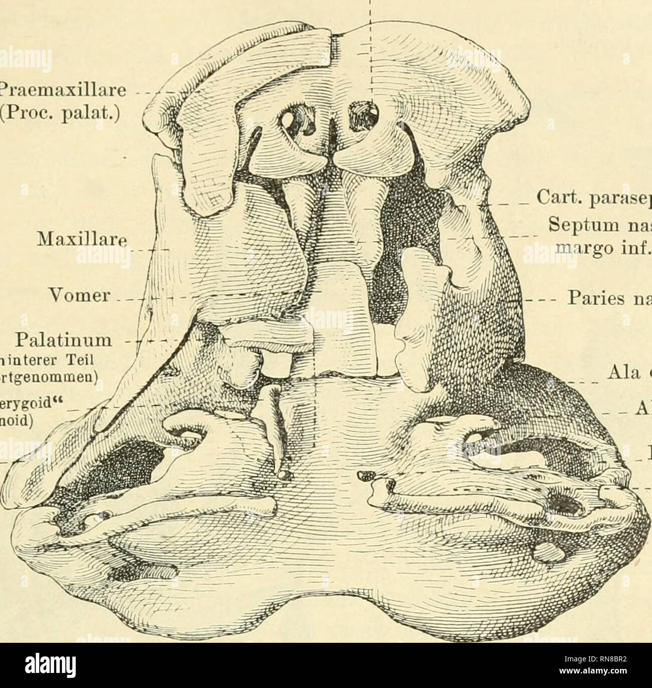. Anatomischer Anzeiger. Anatomy, Comparative; Anatomy, Comparative