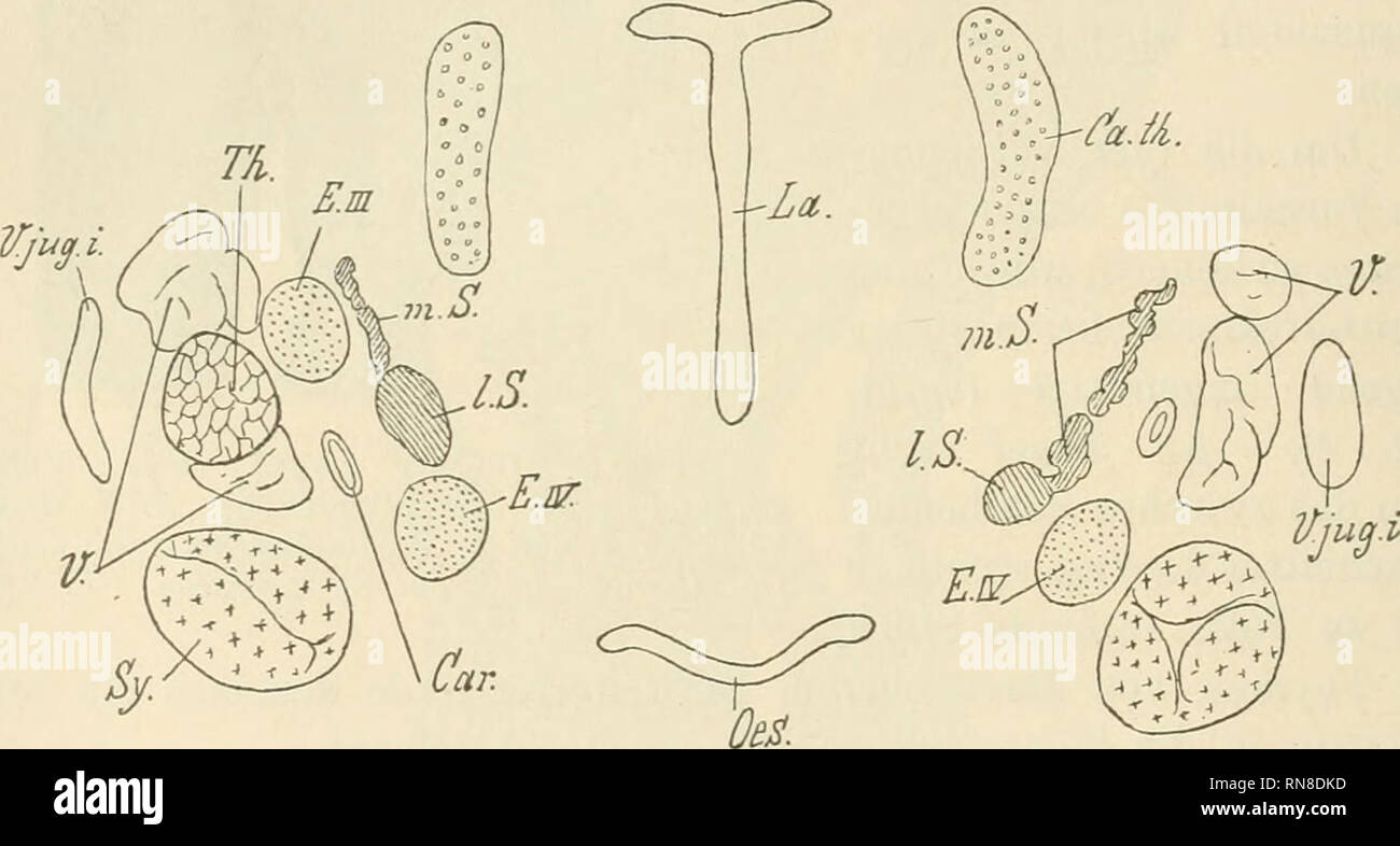 Page 2 N Vagus High Resolution Stock Photography And Images Alamy