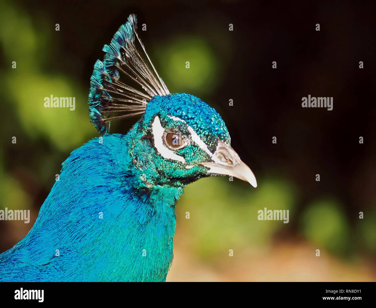 Portrait of a male peacock Stock Photo - Alamy