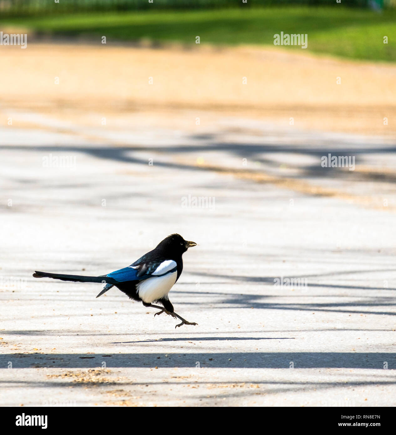 Happy magpie jumping on an alley in Hyde Park, London, with a stick in ...