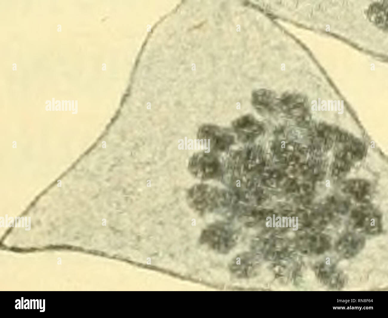 Vescicola Nella Cellula Vegetale