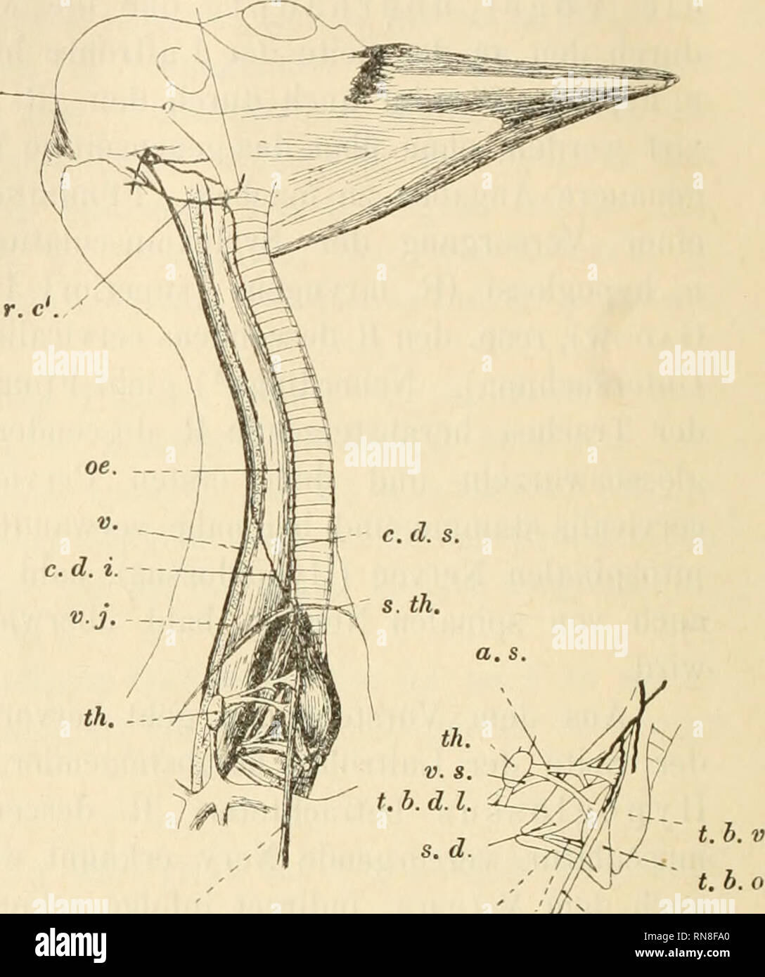 Anatomischer Anzeiger Anatomy Comparative Anatomy Comparative R C St T B Iii B Il St T Fig 1 Plexus Cervicalis Der Elster S Halssympathicus H Erste Hypoglossus Wurzel H Quot Zweite Hypoglossuswurzel C Erster