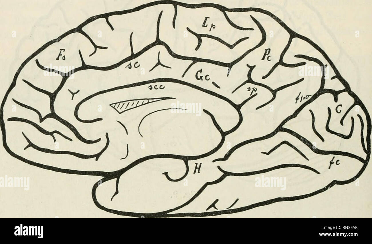 Gyrus Angularis Des Gehirns Klinische Anatomie Des Parietal Und