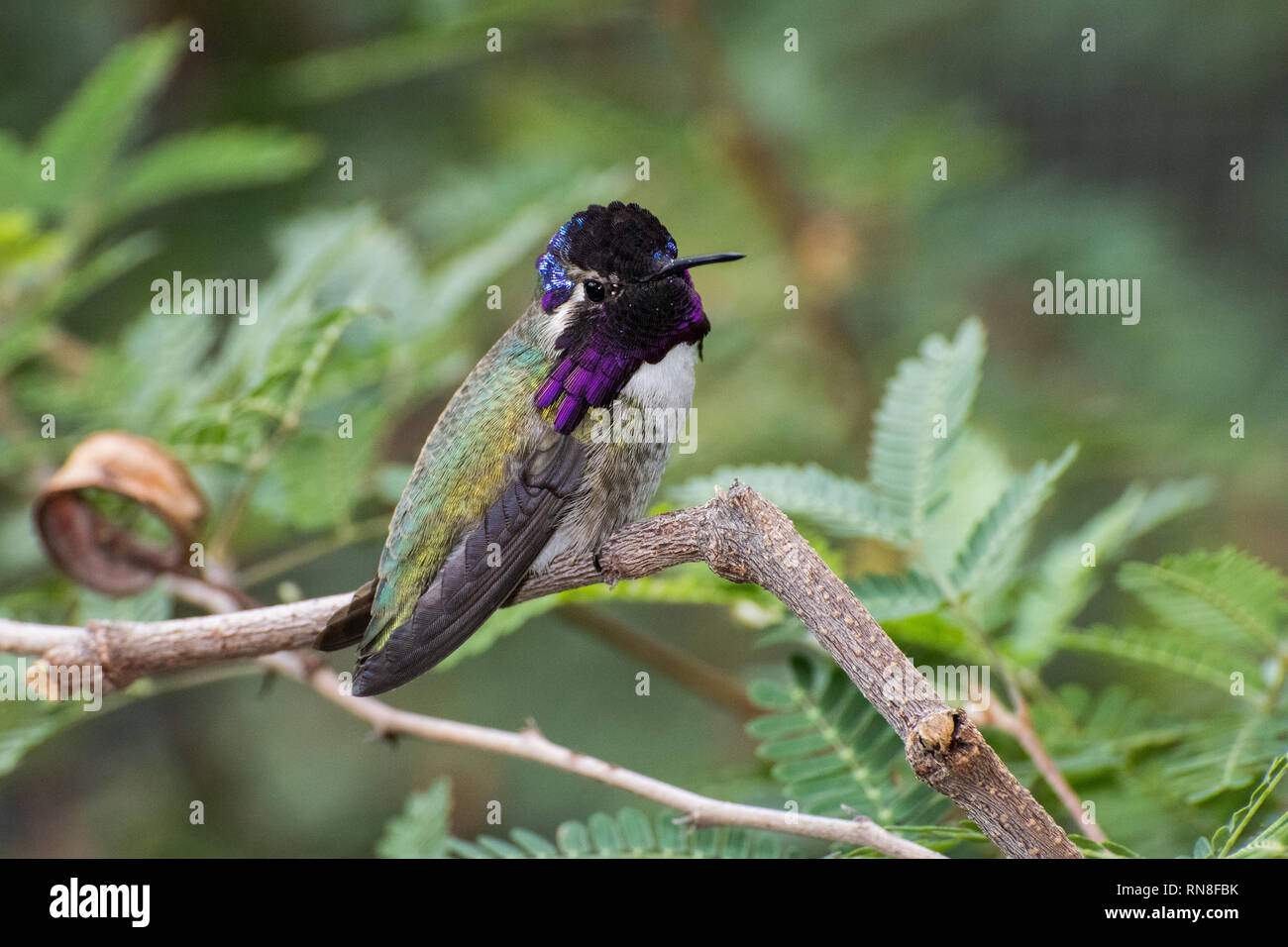 Male Costa's Hummingbird Perched on a Branch Stock Photo