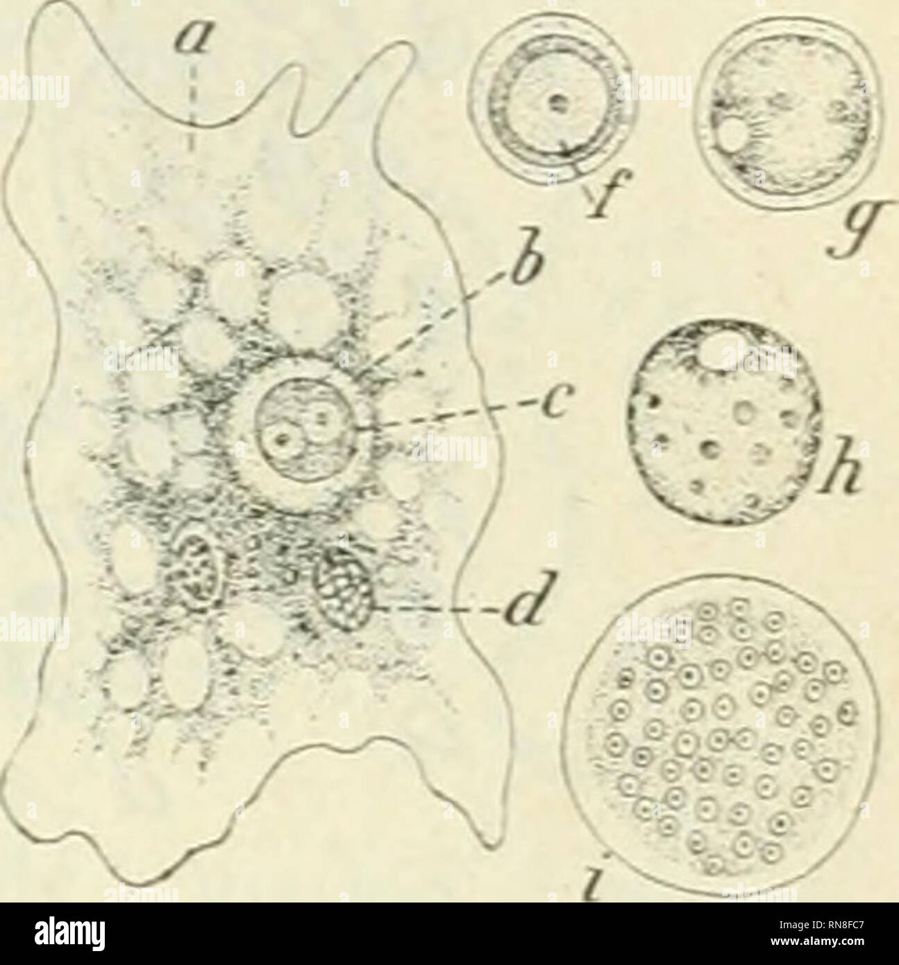 Page 7 Zoospores High Resolution Stock Photography And Images Alamy